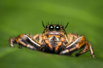 Close-up of spider