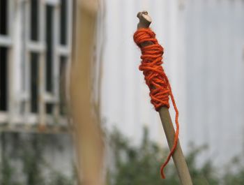 Close-up of dry plant during autumn