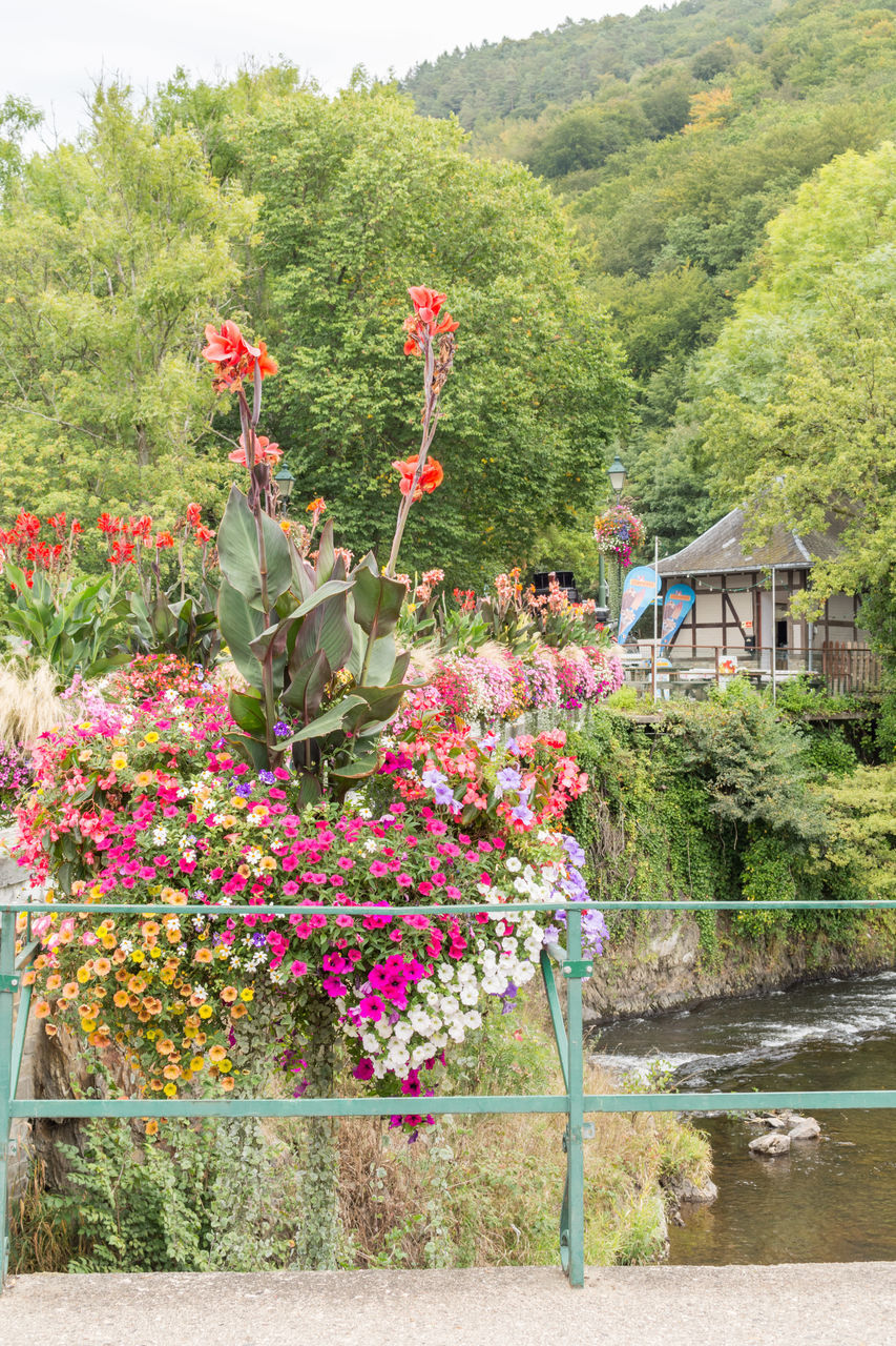 FLOWERING PLANTS BY SWIMMING POOL