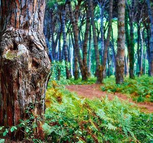 Trees growing in forest