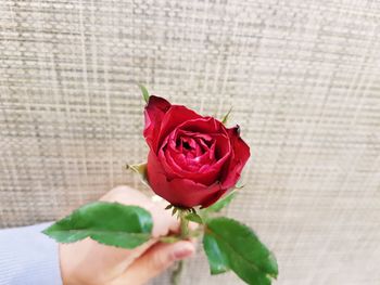 A hand is holding a red rose