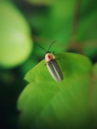 Close-up of insect on leaf