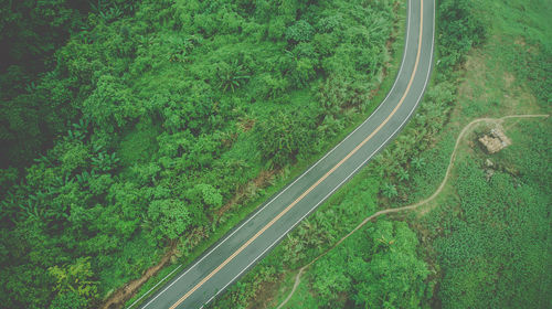 Road amidst trees in forest