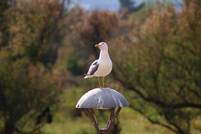 Close-up of bird perching on a tree