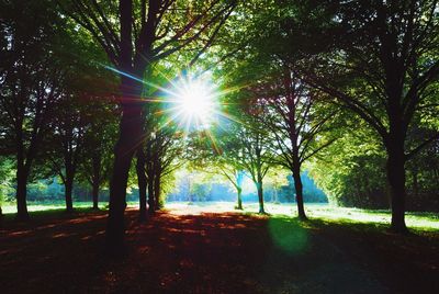 Sun shining through trees