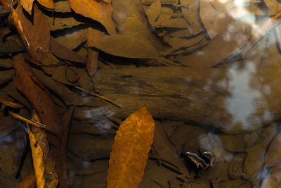 Close-up of autumn leaves