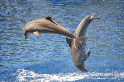 Dolphins in sea