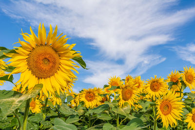 Close-up of yellow sunflowers on field against sky