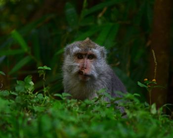 Portrait of monkey sitting on plants