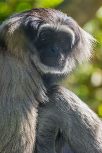 Close-up of gorilla looking away