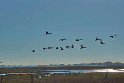 Birds flying over sea against clear sky