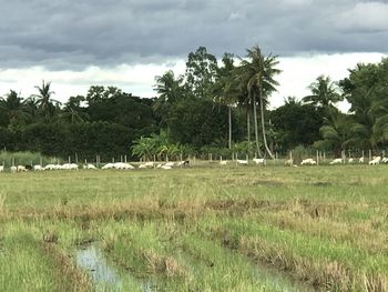View of trees on field against sky
