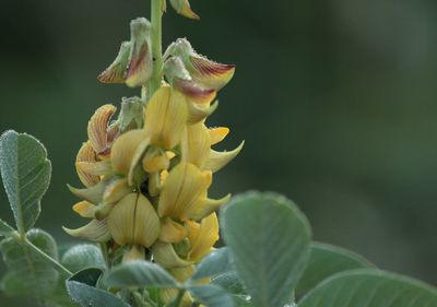 Close-up of plant