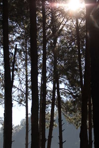 Low angle view of trees in forest against sky