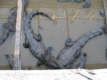 High angle view of lizard on metal by sea