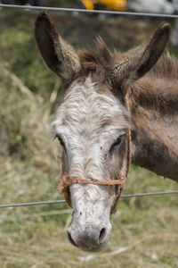 Close-up of a horse