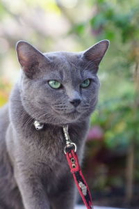 Close-up portrait of a cat