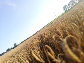 Low angle view of agricultural field against sky