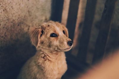 Close-up of dog looking away