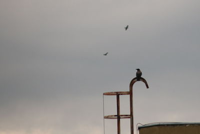 Low angle view of a bird flying