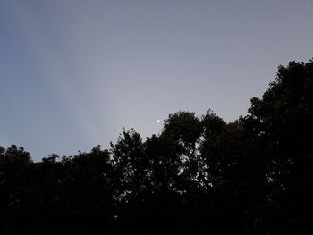 Silhouette trees against sky