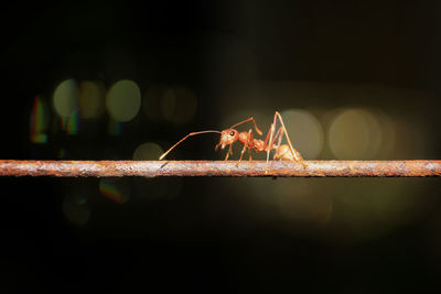 Ants walking on iron wire, blurry background, bokeh