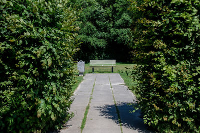 Footpath amidst plants in park