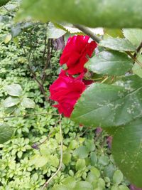 Close-up of red rose blooming outdoors