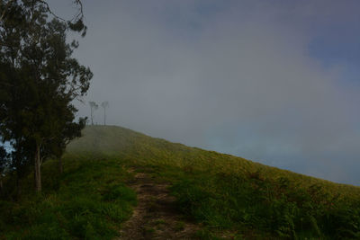 Low angle view of trees on mountain against sky