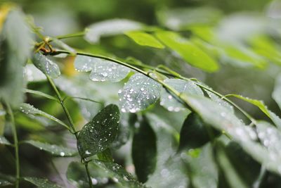 Close-up of wet plant leaves during rainy season