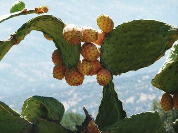 Close-up of cactus plants on sunny day