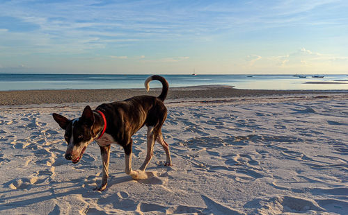 Dog standing on beach against the sea