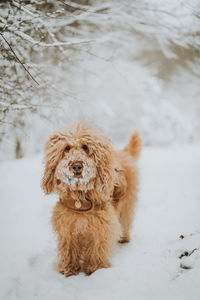 Cute goldendoodle dog portrait in the snow
