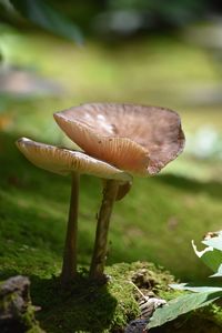 Close-up of fly agaric mushroom