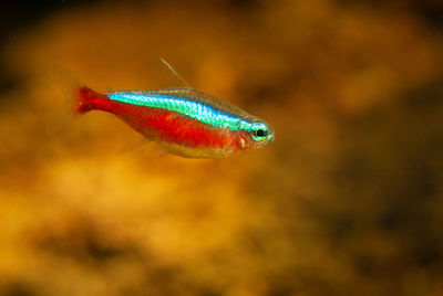 Close-up of fish swimming in aquarium