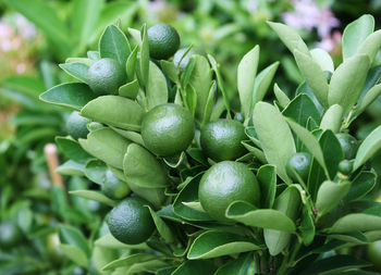 Close-up of fruits growing on tree