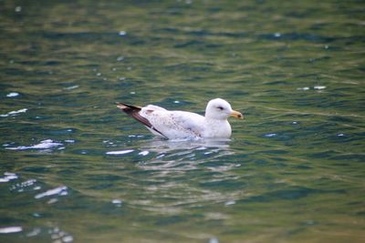 Duck swimming in a lake
