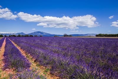 Scenic view of field against blue sky