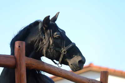 Horse standing in ranch against clear sky