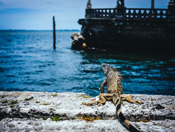 Reptile sitting on retaining wall