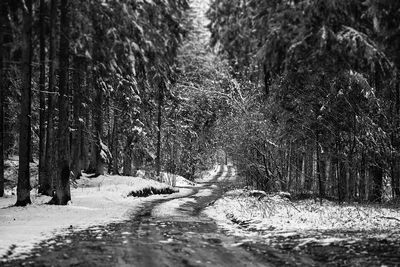 Road amidst trees in forest during winter