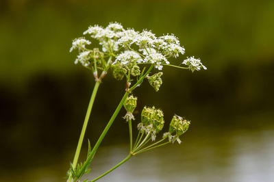 Close-up of white flowering plant