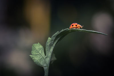 Close-up of ladybug on leaf