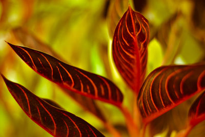 Close-up of red leaves