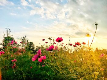 Close-up of pink flowering plants on field against sky