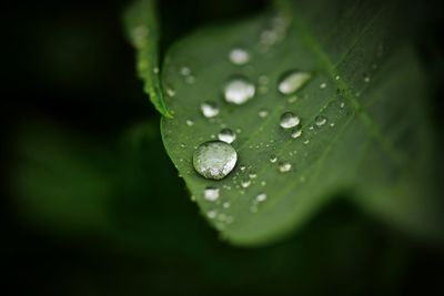 Close-up of water drops on leaf