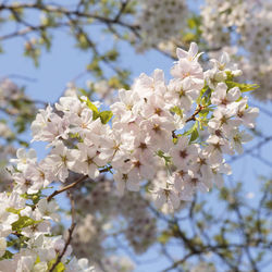 Low angle view of cherry blossoms in spring