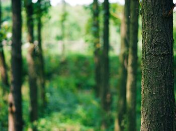 Close-up of bamboo trees in forest