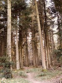 Trees in forest
