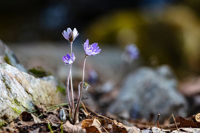 Close-up of purple crocus flowers on field